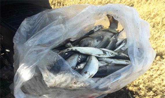 دستگیری صیاد غیر مجاز ماهی در بیجار