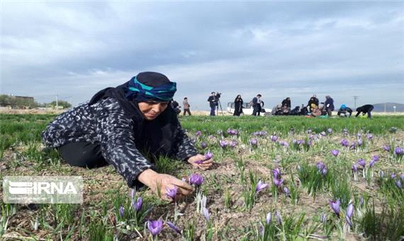 امسال 2 تن زعفران در استان کرمانشاه تولید می‌شود