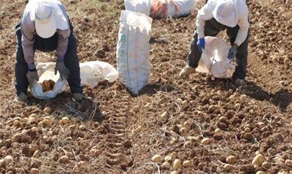 بیم‌ها و امیدهای سیب‌زمینی‌کاران کردستانی/کشاورزان: خرید تضمینی راهکار رفع دغدغه تولید/ مسوولان:تولیدات کردستان به کشورهای همسایه صادر می‌شود