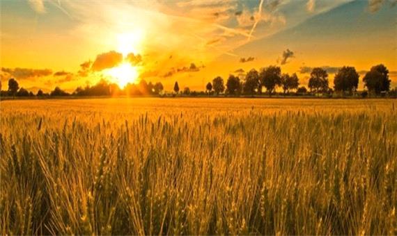 رتبه نخست کرمانشاه در «طرح جهش تولید در دیم‌زارها»