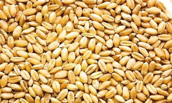بیش از 10 هزار تن بذر گندم در کردستان توزیع شد