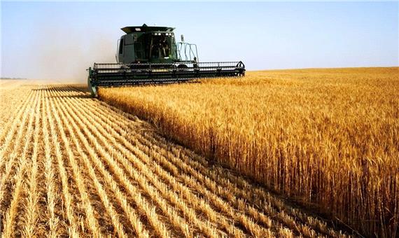 پیش‌بینی خرید بیش از 622 هزار تن گندم از کشاورزان کردستانی