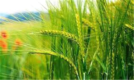کشت قراردادی گندم آبی در سطح 76 درصد زمین‌های زراعی کرمانشاه عملیاتی شد