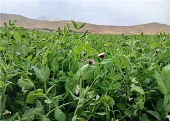 انعقاد قرارداد کشت نخودفرنگی علوفهای در 800 هکتار از اراضی کامیاران